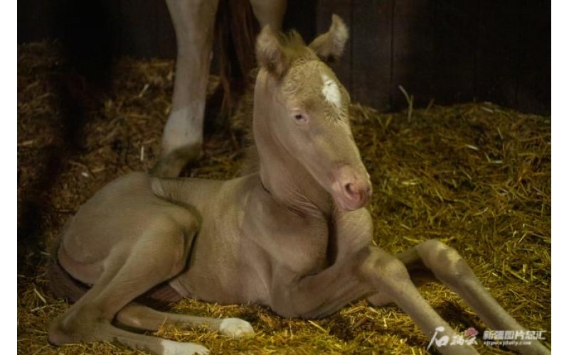 萌萌噠！小汗血馬在烏魯木齊“趕趟兒”出生